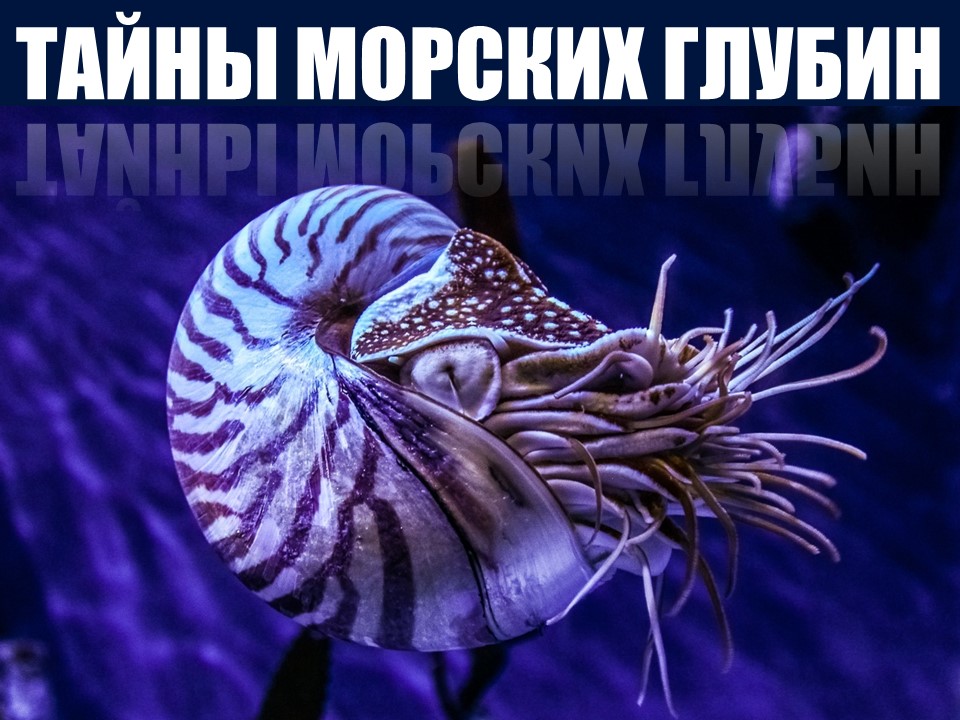 ТАЙНЫ МОРСКИХ ГЛУБИН ТАЙНЫ МОРСКИХ ГЛУБИН