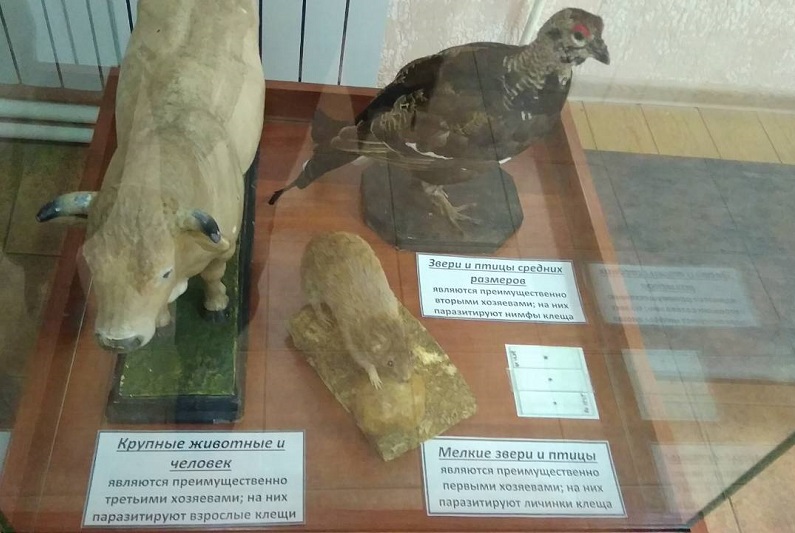 Осторожно клещ! Осторожно клещ!