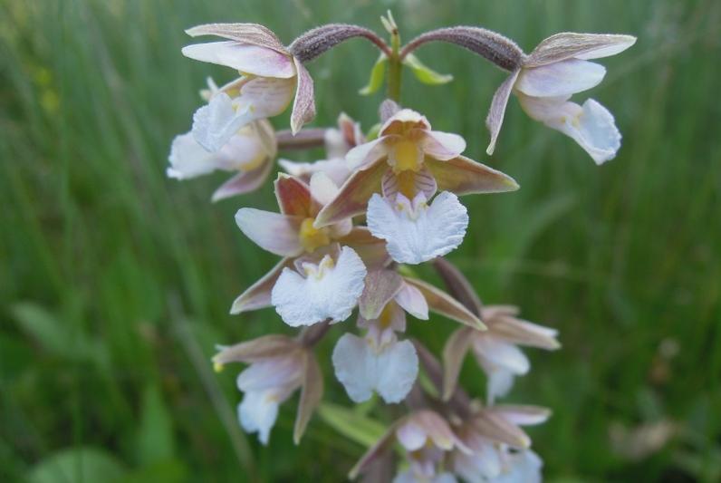 Северные орхидеи - сокровища костромских болот