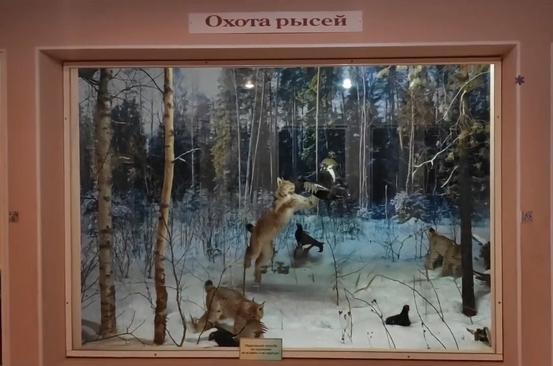 Виртуальные прогулки. Отдел природы. Виртуальные прогулки. Отдел природы.