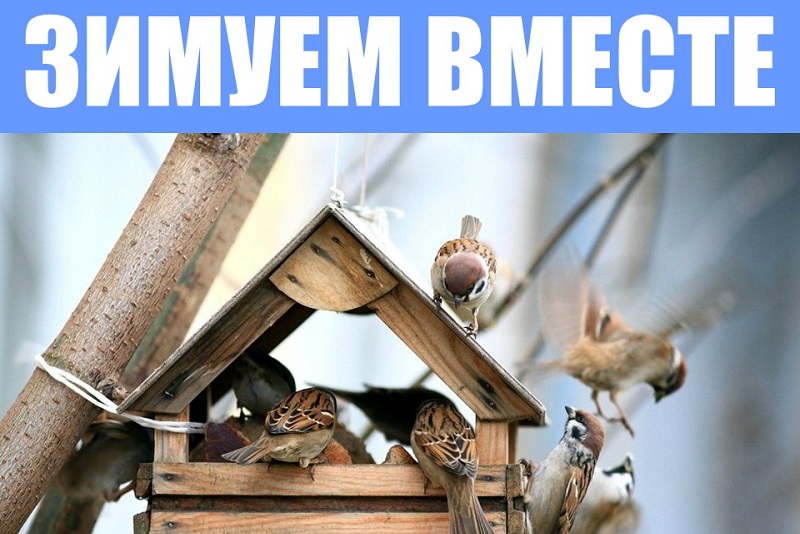 Конкурс "Зимуем вместе" Конкурс "Зимуем вместе"