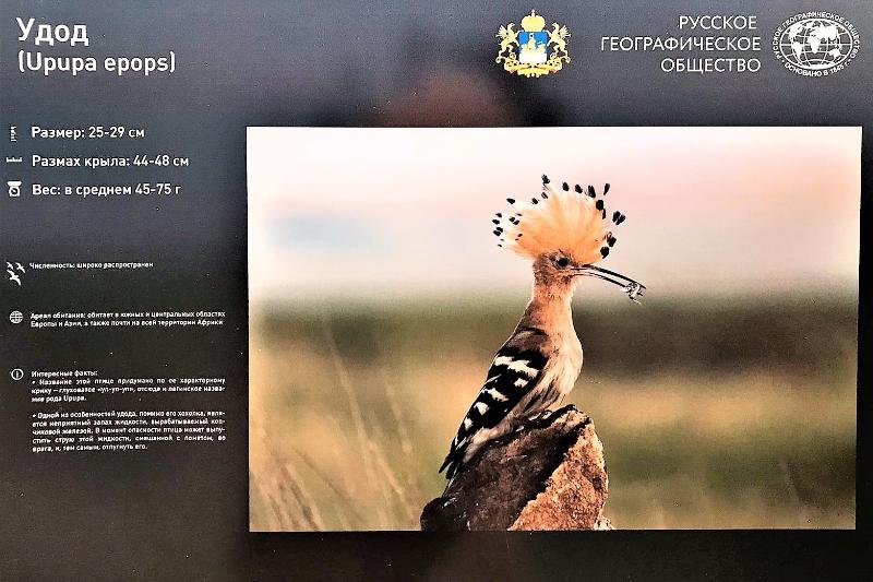 «Крылатые соседи». Фотопроект РГО