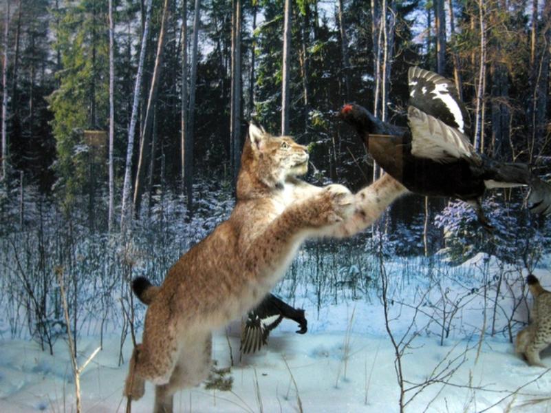 Суперхищники костромских лесов Суперхищники костромских лесов