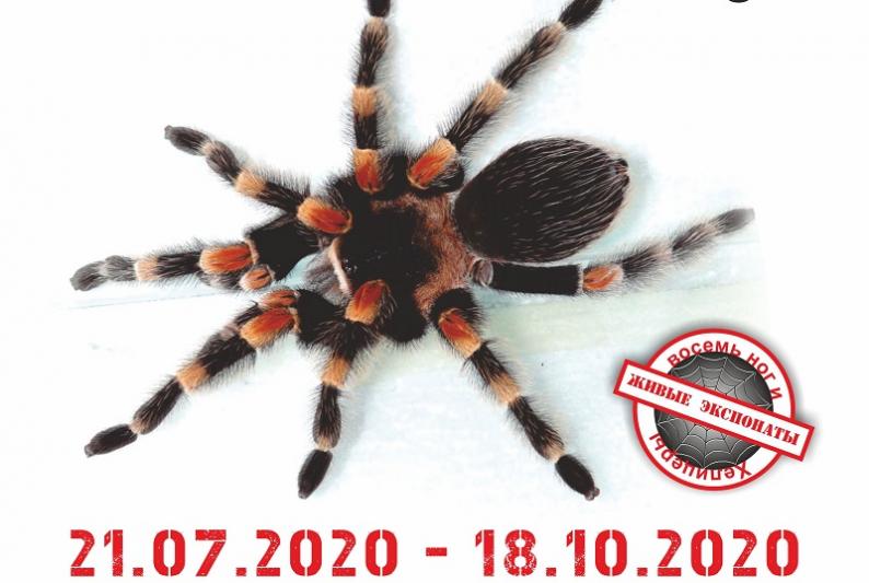 В Костроме откроется выставка живых пауков и скорпионов