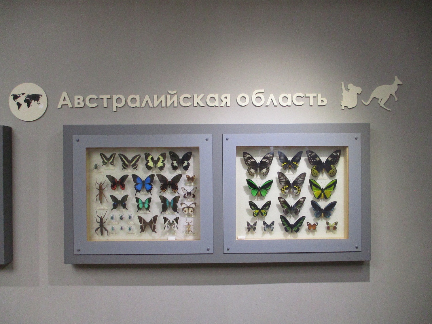 Соседи по планете 
